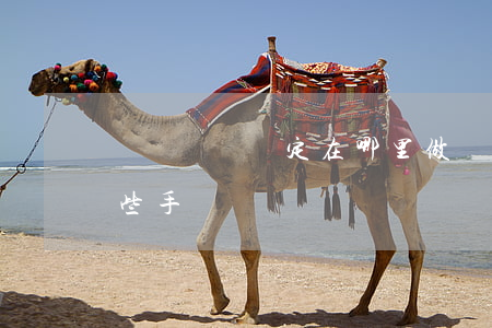 醫療傷殘鑒定在哪里做(醫療傷殘鑒定需要哪些手續)