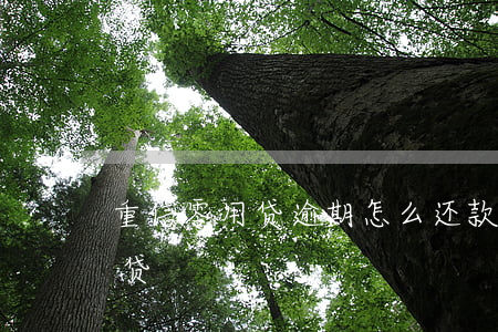 重信零用贷逾期怎么还款(上海重信金融零用贷)