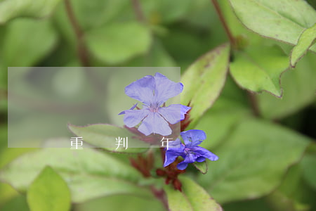 重傷判幾年
