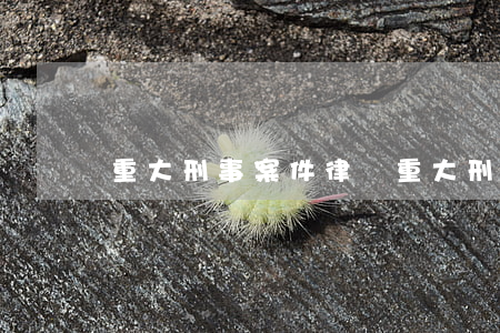 重大刑事案件律師(重大刑事案件律師有用嗎)