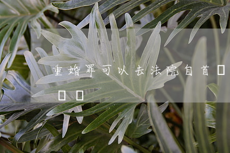 重婚罪可以去法院自首嗎(重婚罪別人可以起訴嗎)