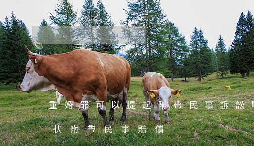 重婚罪可以提起附帶民事訴訟嗎(重婚罪自訴狀附帶民事賠償)