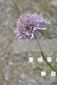 重婚罪在追訴期內停止重婚的(重婚罪過了追訴期就是無罪嗎)