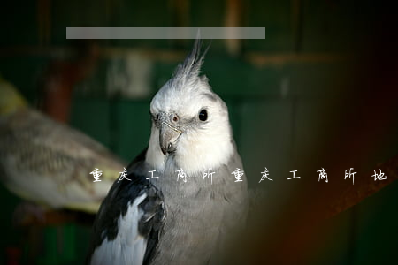 重庆工商所(重庆工商所地址)