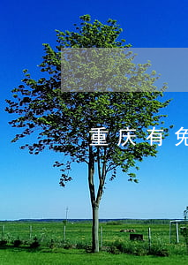 重庆有免费律师吗(重庆有多少律师)