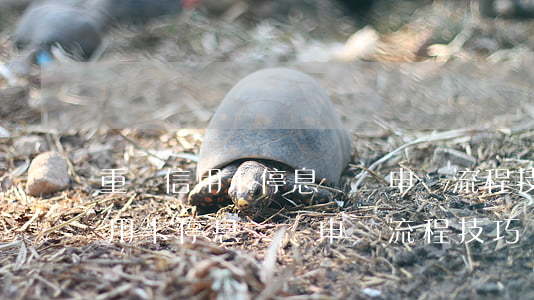 重慶信用卡停息掛賬申請流程技巧-重慶信用卡停息掛賬申請流程技巧視頻