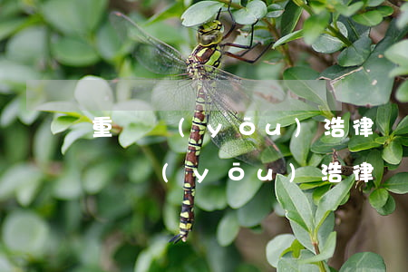 重慶優(yōu)浩律師事務(wù)所(重慶優(yōu)浩律師事務(wù)所電話)