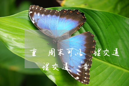 重慶周末可以處理交通違法嗎(重慶周六可以處理交通違章嗎)