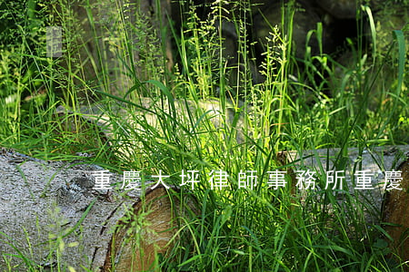 重慶大坪律師事務所(重慶沙坪壩律師事務所)