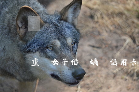 重慶女子借給姨媽信用卡后欠巨債