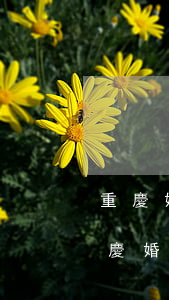 重慶婚姻律師事務(wù)所哪家比較好(重慶婚姻律師所排名)