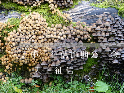 重慶征信逾期公積金貸款(公積金貸款逾期三天上征信)