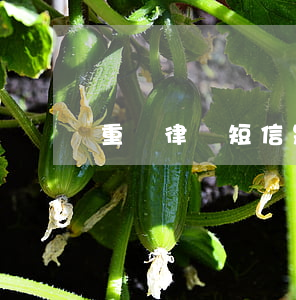 重慶律務短信是真的嗎(重慶律師咨詢免費)