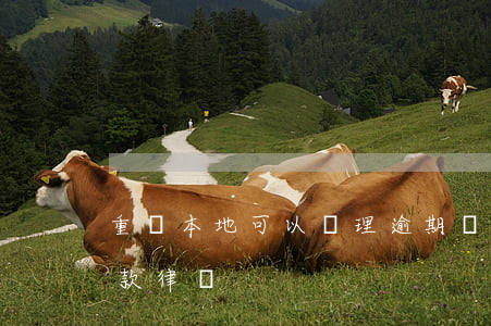 重慶本地可以處理逾期債務的律所-重慶欠款律師