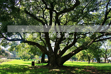 重慶社?；鶖?shù)