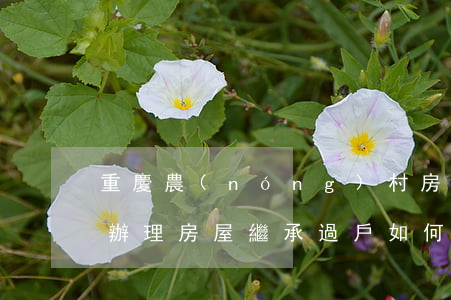 重慶農(nóng)村房繼承過戶費怎么算(辦理房屋繼承過戶如何收費)
