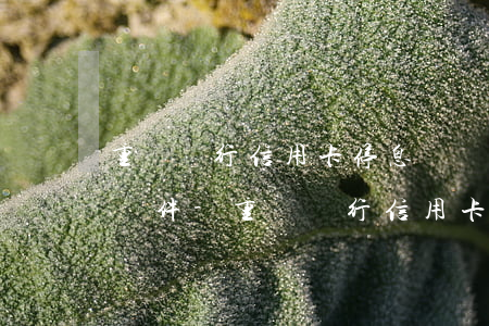 重慶銀行信用卡停息掛賬申請(qǐng)條件-重慶銀行信用卡停息掛賬申請(qǐng)條件是什么