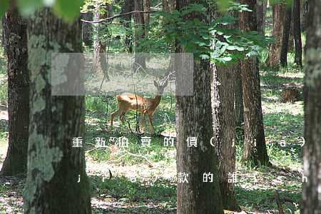 重新拍賣的價(jià)款低于原拍賣價(jià)款的誰(shuí)來(lái)承擔(dān)