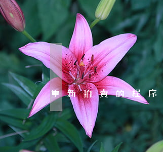 重新拍賣的程序啟動(dòng)是什么