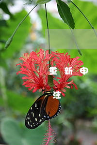 重新申請支付寶號（支付寶逾期重新用新號碼注冊）