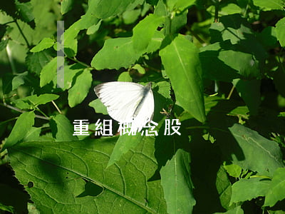 重組概念股