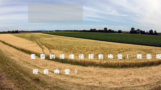 重要的法律法规有哪些(我国现行的法律法规有哪些)