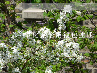 量化派信用钱包逾期
