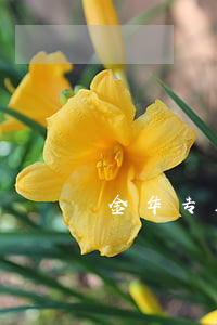 金华专业的债务律师