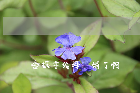金振宇父母離婚了啊
