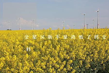 金星汉斯不是离婚了吗(金星老公汉斯个人资料)