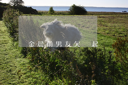 金晨前男友欠錢起訴