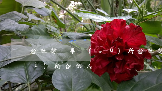 金杜律師事務(wù)所(金杜律師事務(wù)所合伙人)