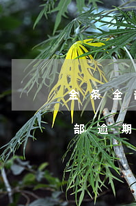 金条全部逾期了违约金算多少期的-金条全部逾期了违约金算多少期的利息