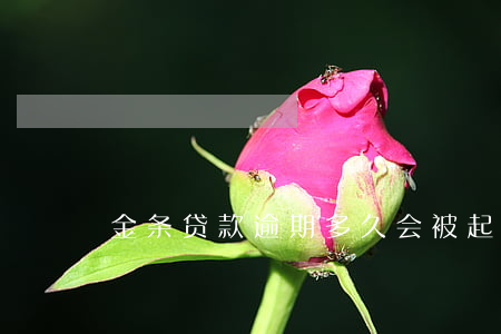 金条贷款逾期多久会被起诉(金条逾期了半年)