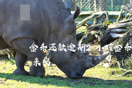 金条还款逾期2小时(金条逾期1天还借的出来吗)