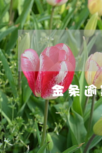 金条逾期会被起诉么(金条逾期会不会判刑)