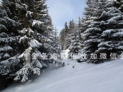 金条逾期催收加微信(金条逾期上门催收违法吗)