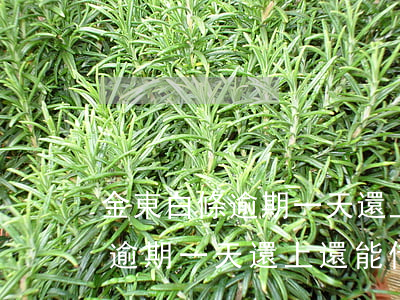 金東白條逾期一天還上還能借嗎-金東白條逾期一天還上還能借嗎安全嗎