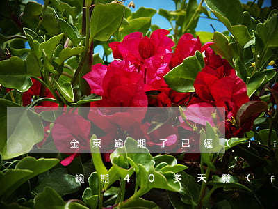 金東逾期了已經(jīng)寄律師函(京東逾期40多天,發(fā)短信說要起訴我,是真的嗎)