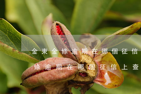 金東金條逾期在哪個征信上查得到-金東金條逾期在哪個征信上查得到呢