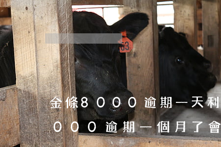 金條8000逾期一天利息多少(京東金條8000逾期一個月了會有什么后果?)