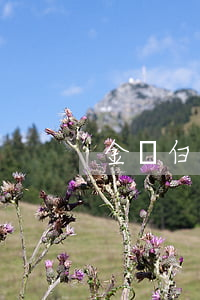 金條白條沒有逾期 金條白條沒有逾期