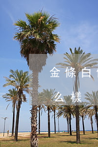 金條白條逾期11天(白條逾期11天了會怎么樣)
