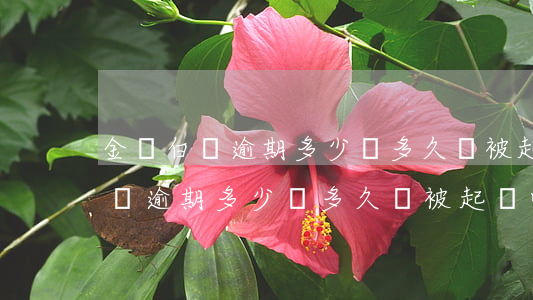 金條白條逾期多少錢多久會被起訴-金條白條逾期多少錢多久會被起訴呢