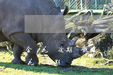金條花唄逾期還能恢復(fù)額度嗎(金條花唄逾期還能恢復(fù)額度嗎)