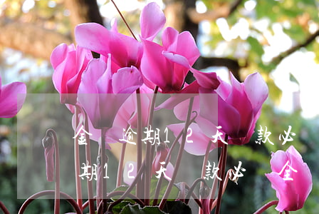 金條逾期12天還款必須全額還嗎-金條逾期12天還款必須全額還嗎為什么