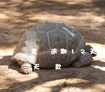 金條逾期12天還款有影響嗎（金條逾期12天還款）