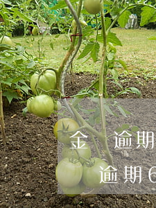 金條逾期50天了會(huì)被起訴嗎(金條逾期60天會(huì)不會(huì)被起訴)
