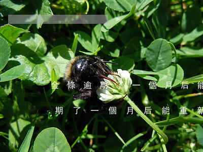金條逾期了一個月后能重新再開嗎-金條逾期了一個月后能重新再開嗎安全嗎