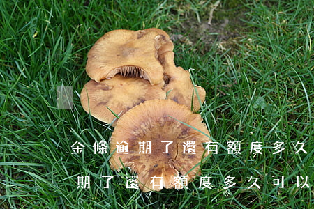 金條逾期了還有額度多久可以再借-金條逾期了還有額度多久可以再借出來